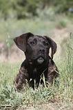 CANE CORSO 021
